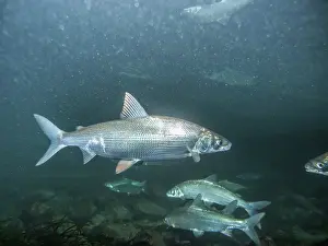 Reproduction Prints: European whitefish (Coregonus lavaretus) gathering for reproduction in the winter