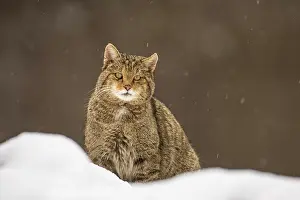 Wildcat Prints: European wildcat (Felis silvestris) resting in the snow, central Spain. January