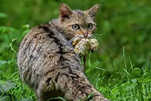 Rear View Prints: European wildcat (Felis silvestris silvestris) with chick prey in mouth