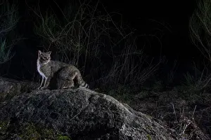 Wildcat Prints: European wildcat (Felis silvestris) using a wildlife crossing above the A89 highway at night