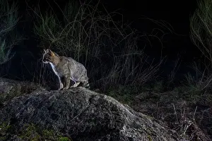 Wildcat Prints: European wildcat (Felis silvestris) using a wildlife crossing above the A89 highway at night