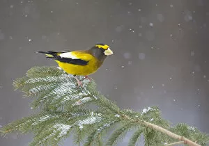 Evening Grosbeak (Coccothraustes vespertinus) male perched on spruce branch with falling