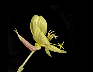 Evening primrose (Oenothera glazioviana) flowering at dusk in garden, Surrey, England, UK Evening primrose (Oenothera glazioviana) flowering at dusk in garden, Surrey, England, UK