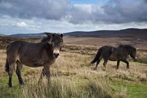 Exmoor ponies with Dunkerry Beacon beyond, Exmoor National Park, Somerset, England