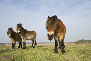 Exmoor Ponies (Equus caballus), the ponies are used to manage grassland on the Sandlings heath