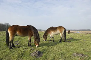 Images Dated 22nd February 2011: Exmoor Ponies (Equus caballus) grazing, the ponies are used to manage grassland
