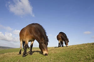 Exmoor Ponies (Equus caballus) grazing at Seven Sisters Country Park, South Downs