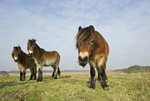 Images Dated 22nd February 2011: Exmoor Ponies (Equus caballus), the ponies are used to manage grassland on the Sandlings heath
