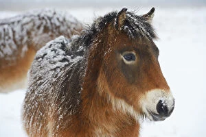 Exmoor ponies (Equus caballus) in snow, Aurochs breeding site run by The Taurus Foundation