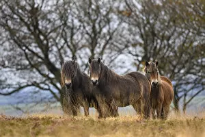 Three Exmoor ponies (Equus ferus caballus), semi-feral native breed, in Exmoor National Park, Somerset / Devon, England