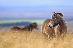 Two Exmoor ponies (Equus ferus caballus), semi-feral native breed, in high grasses, Exmoor National Park, Somerset / Devon, England. November