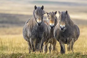 Three Exmoor ponies (Equus ferus caballus), semi-feral native breed, in Exmoor National Park, Somerset / Devon, England. November