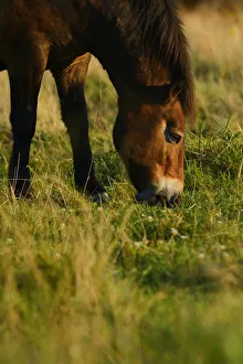 Horses And Pony Prints: Exmoor ponies, one of the oldest and most primitive horse breeds in Europe