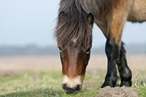 Exmoor Pony (Equus caballus) grazing, the ponies are used to manage grassland