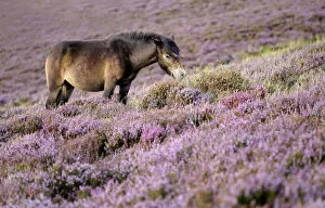 Images Dated 21st August 2009: Exmoor pony {Equus caballus} grazing amongst flowering heather {Ericaceae}, near Porlock Hill