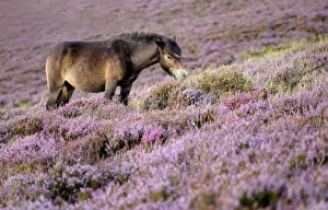 Exmoor pony {Equus caballus} grazing amongst flowering heather {Ericaceae}, near Porlock Hill