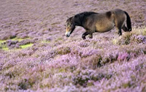 Images Dated 21st August 2009: Exmoor pony {Equus caballus} walking amongst flowering heather {Ericaceae}, near Porlock Hill