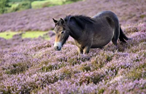 Exmoor pony {Equus caballus} walking amongst flowering heather {Ericaceae}, near Porlock Hill