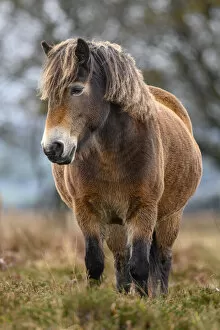 Images Dated 17th May 2022: Exmoor pony (Equus ferus caballus), semi-feral native breed, in Exmoor National Park