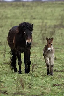 Norfolk Prints: Exmoor pony (Equus ferus caballus) female with foal, portrait, Norfolk, England, UK. June