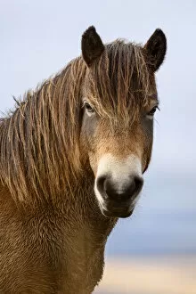 Exmoor pony (Equus ferus caballus) portrait, semi-feral native breed, in Exmoor National Park, Somerset / Devon