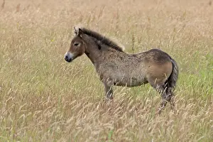 Conservation Prints: Exmoor pony (Equus ferus caballus) standing in field