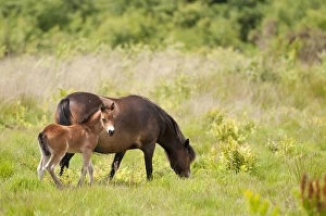 Exmoor pony and foal {Equus caballus}, released at Westhay (Somerset Wildlife Trust) Nature Reserve