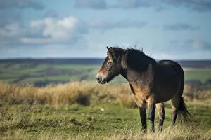 Domestic Animal Collection: Exmoor pony on Winsford Hill, Exmoor National Park, Somerset, England, UK. November 2013