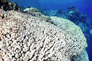 Environmental Issues Prints: An expanse of bleached hard corals (Porites sp)