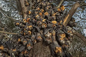 Climate Change Prints: During an extreme heat-stress event at Melbournes Yarra Bend Grey-headed Flying-fox