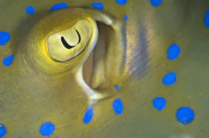 Bright Colour Prints: Eye and spiracle detail of a Bluespotted / Ribbontail Stingray (Taeniura lymma) Sipadan Island
