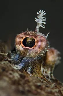 Images Dated 1st July 2011: Eye detail of Topknot (Zeugopterus punctatus) flatfish, Loch Fyne, Argyll, Scotland, UK