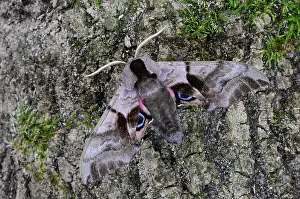 Eyespot Prints: Eyed hawkmoth (Smerinthus ocellata) resting on bark. Captive