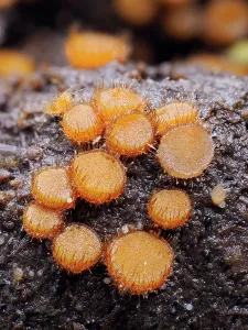 Pezizomycetes Prints: Eyelash cup fungi (Cheilymenia stercorea) on cow dung