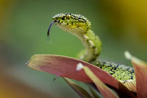 Eyelash palm pit viper (Bothriechis schlegelii) with tongue extended, Mindo, Pichincha