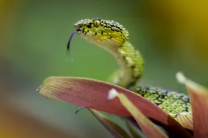 Eyelash palm pit viper (Bothriechis schlegelii) with tongue extended, Mindo, Pichincha
