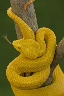 Yellow Collection: Eyelash Palm-pitviper (Bothriechis / Bothrops schlegeli) coiled in strike pose with tongue extended