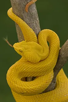 Vipers Prints: Eyelash Palm-pitviper (Bothriechis / Bothrops schlegeli) coiled in strike pose with tongue extended