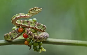 Images Dated 14th May 2014: Eyelash palm pitviper (Bothriechis schlegelii) curled round berries on twig, Canande