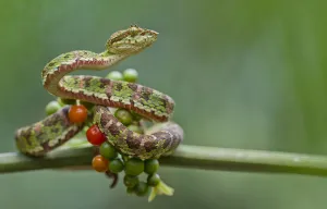 Eyelash palm pitviper (Bothriechis schlegelii) curled round berries on twig, Canande