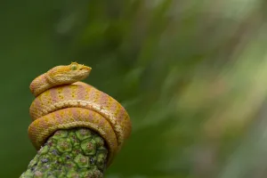 Eyelash palm pitviper (Bothriechis schlegelii) curled round plant, Canande, Esmeraldas
