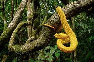 Bothriechis Prints: Eyelash pit viper (Bothriechis schlegelii) bright yellow oropel morph