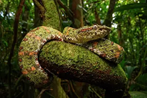 Bothriechis Prints: Eyelash pit viper (Bothriechis schlegelii) green form