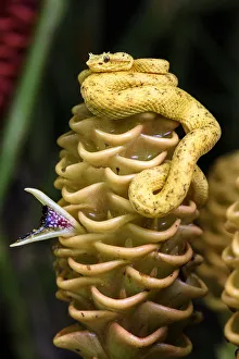 Eyelash pit viper (Bothriechis schlegelii) (Viperidae: Crotalinae). Distictive yellow