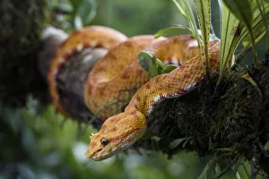 Images Dated 3rd August 2017: Eyelash Viper (Bothriechis schlegelii) Distictive yellow / orange oropel form