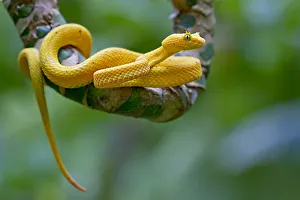 Eyelash viper (Bothriechis schlegelii) portrait, Siquirres, Limon, Costa Rica