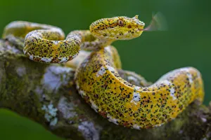 Eyelash viper (Bothriechis schlegelii) with tongue extended, flicking, tasting the air