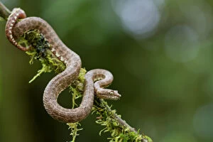 Lucas Bustamante Gallery: Eyelash viper (Bothriechis schlegelii) on twig, Canande, Esmeraldas, Ecuador