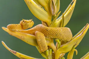 Eyelash viper (Bothriechis schlegelii) waiting on Heliconia flower (Heliconia lankasteri)