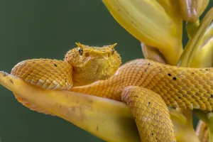 Heliconia Prints: Eyelash viper (Bothriechis schlegelii) waiting on Heliconia flower (Heliconia lankasteri)